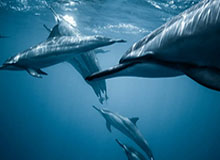 PG电子官方网站-WTT澳门赛 许昕输球无缘半决赛国乒包揽女单四强